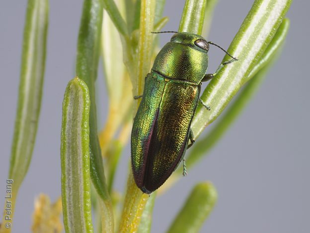 Melobasis cf. splendida Green, PL3750, female, on Beyeria lechenaultii, SL, 10.4 × 4.0 mm
